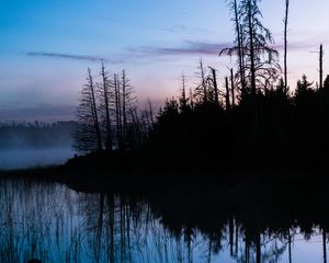 Превью обои деревья, стволы, озеро, отражение, туман, природа, темный