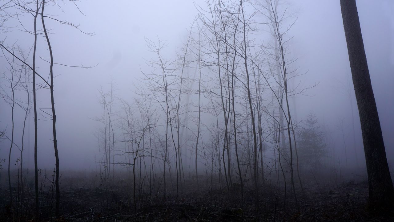 Обои деревья, стволы, туман, мгла, природа