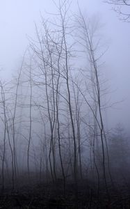 Превью обои деревья, стволы, туман, мгла, природа