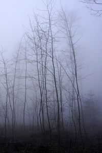 Превью обои деревья, стволы, туман, мгла, природа