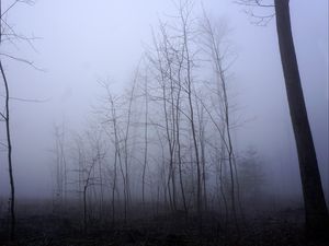 Превью обои деревья, стволы, туман, мгла, природа