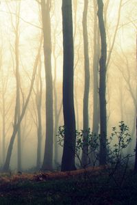 Превью обои деревья, стволы, туман, мгла, лес