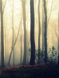 Превью обои деревья, стволы, туман, мгла, лес