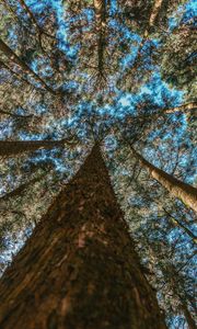 Превью обои деревья, стволы, вид снизу, ветки