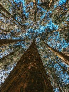 Превью обои деревья, стволы, вид снизу, ветки