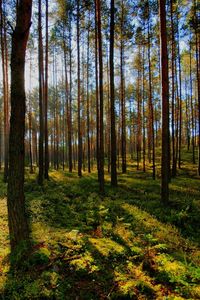 Превью обои деревья, свет, тень, лес