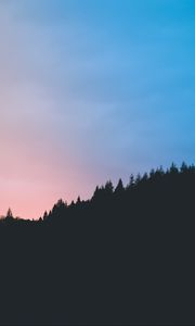 Превью обои деревья, темный, очертания, небо, сумерки