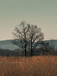 Превью обои деревья, трава, холмы, пейзаж