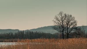 Превью обои деревья, трава, холмы, пейзаж