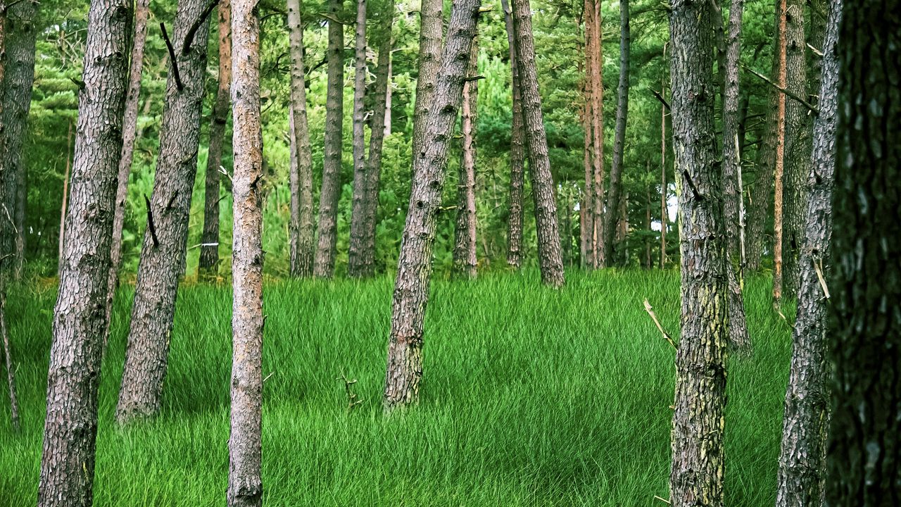 Обои деревья, трава, лес, парк