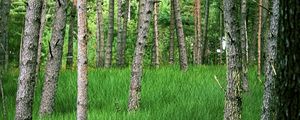 Превью обои деревья, трава, лес, парк