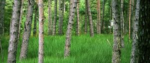 Превью обои деревья, трава, лес, парк