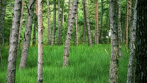 Превью обои деревья, трава, лес, парк
