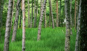 Превью обои деревья, трава, лес, парк