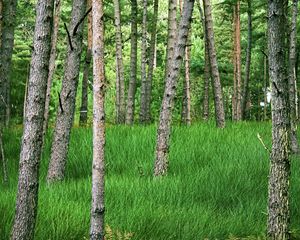 Превью обои деревья, трава, лес, парк