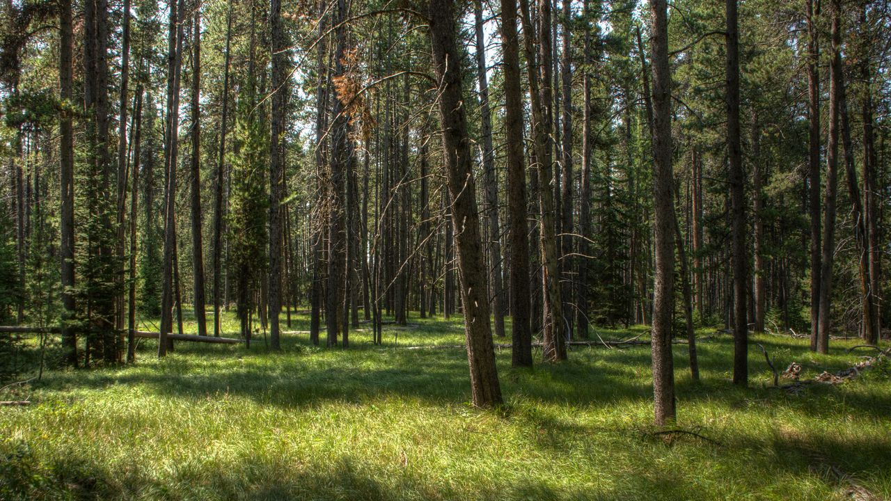 Обои деревья, трава, лес, солнечный свет, пейзаж