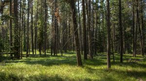 Превью обои деревья, трава, лес, солнечный свет, пейзаж