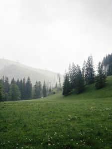 Превью обои деревья, трава, луг, холмы, природа