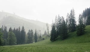 Превью обои деревья, трава, луг, холмы, природа