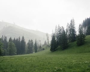 Превью обои деревья, трава, луг, холмы, природа
