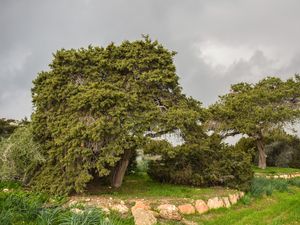 Превью обои деревья, трава, парк