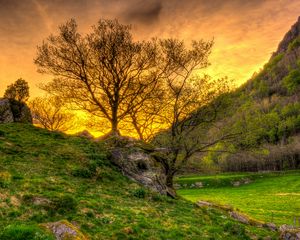 Превью обои деревья, трава, пейзаж, hdr