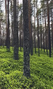 Превью обои деревья, трава, растения, лес, природа