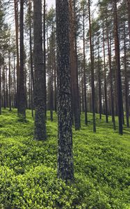 Превью обои деревья, трава, растения, лес, природа