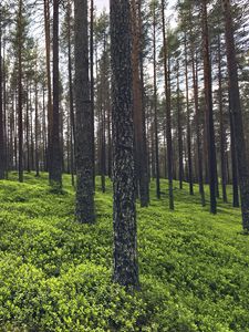 Превью обои деревья, трава, растения, лес, природа