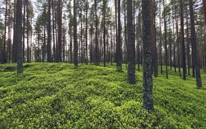 Превью обои деревья, трава, растения, лес, природа