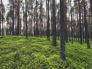 Превью обои деревья, трава, растения, лес, природа