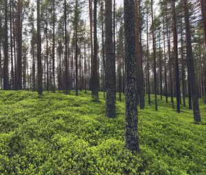 Превью обои деревья, трава, растения, лес, природа