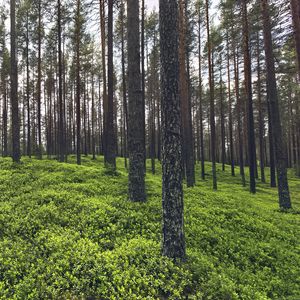 Превью обои деревья, трава, растения, лес, природа