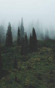Превью обои деревья, трава, туман