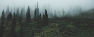 Превью обои деревья, трава, туман