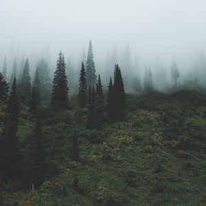 Превью обои деревья, трава, туман