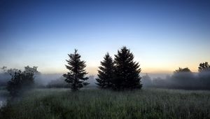 Превью обои деревья, трава, туман, лес