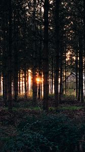 Превью обои деревья, трава, вечер