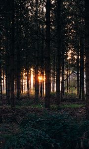 Превью обои деревья, трава, вечер