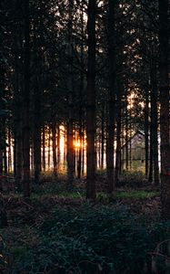 Превью обои деревья, трава, вечер