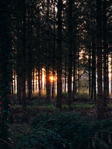 Превью обои деревья, трава, вечер