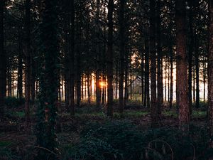 Превью обои деревья, трава, вечер