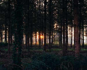 Превью обои деревья, трава, вечер