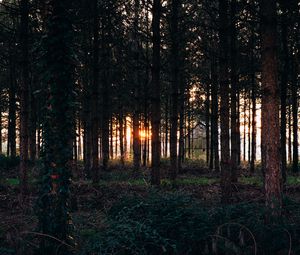 Превью обои деревья, трава, вечер