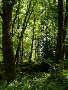 Превью обои деревья, трава, ветки, лес