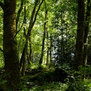 Превью обои деревья, трава, ветки, лес