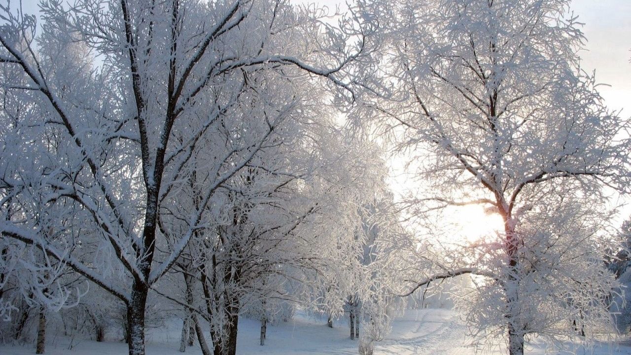Обои деревья, тропа, аллея, иней, снег, зима