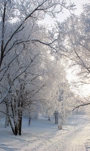 Превью обои деревья, тропа, аллея, иней, снег, зима