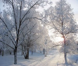 Превью обои деревья, тропа, аллея, иней, снег, зима