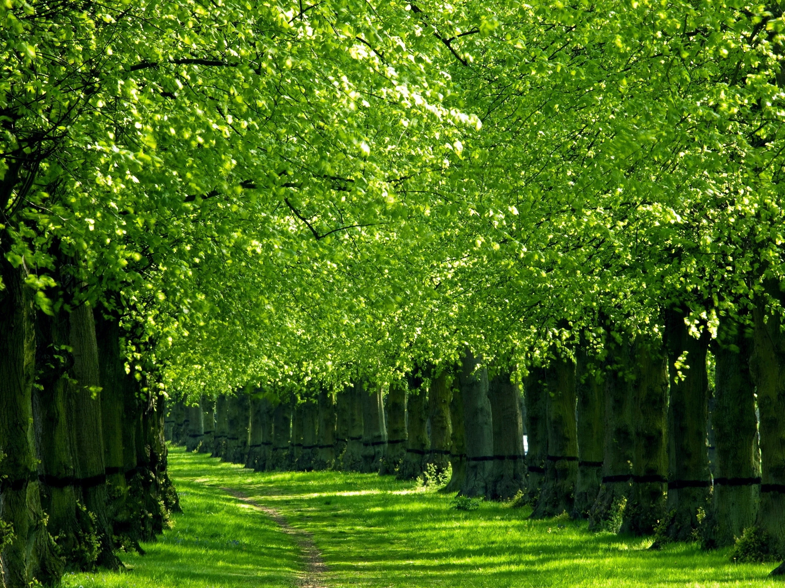 Красивые зеленые места. Дерево зеленое. Природа зелень. Зеленые аллеи.